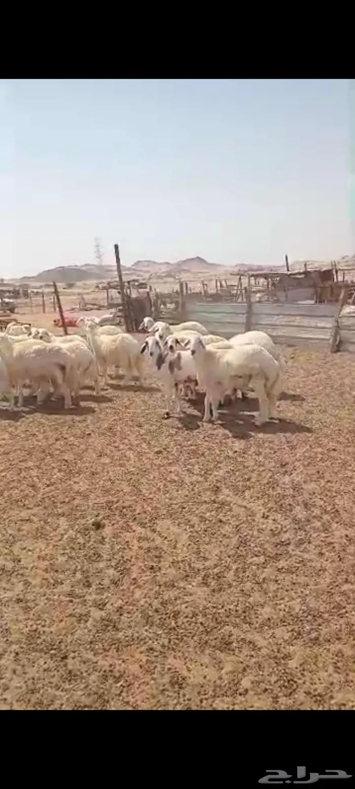 طليان ورخال مناسبات ثلاجة شحم. وتيوس سمان 3