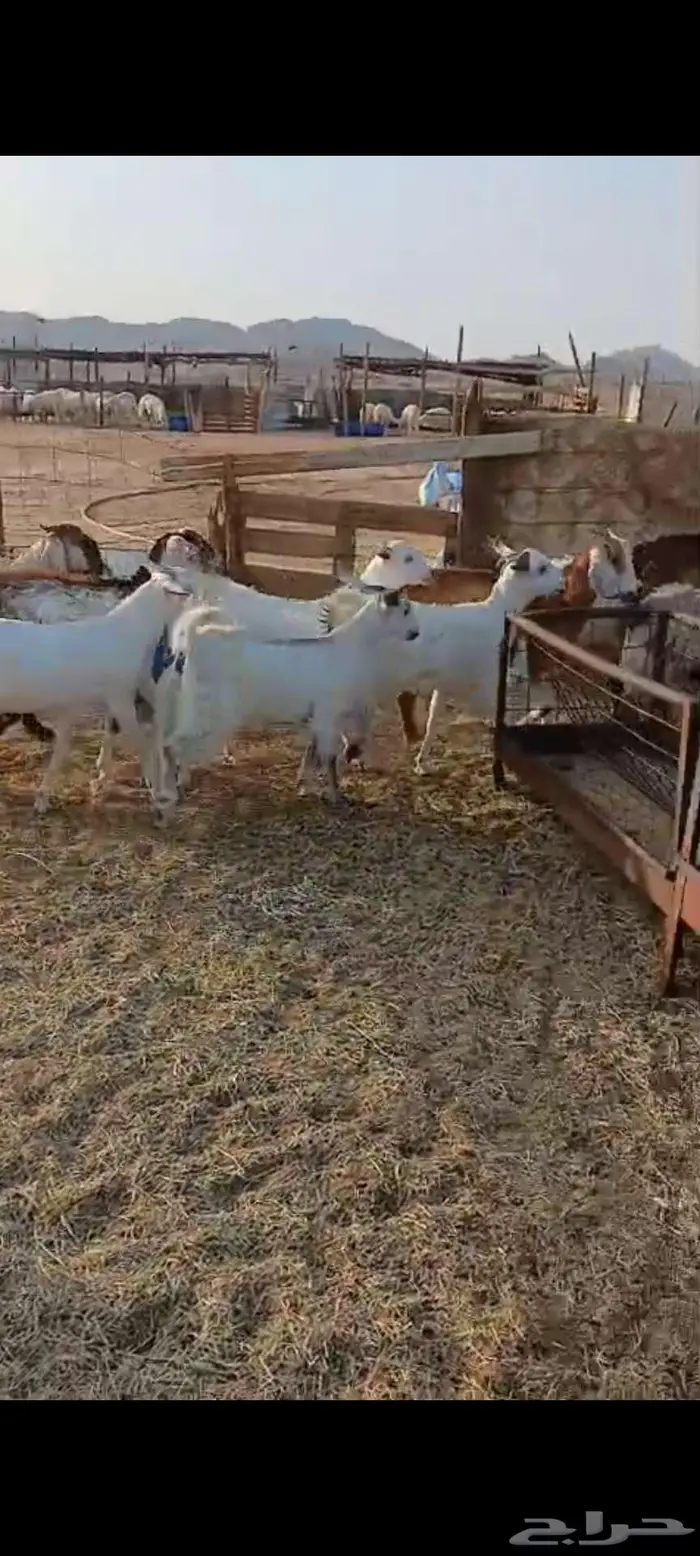 طليان ورخال مناسبات ثلاجة شحم. وتيوس سمان 7