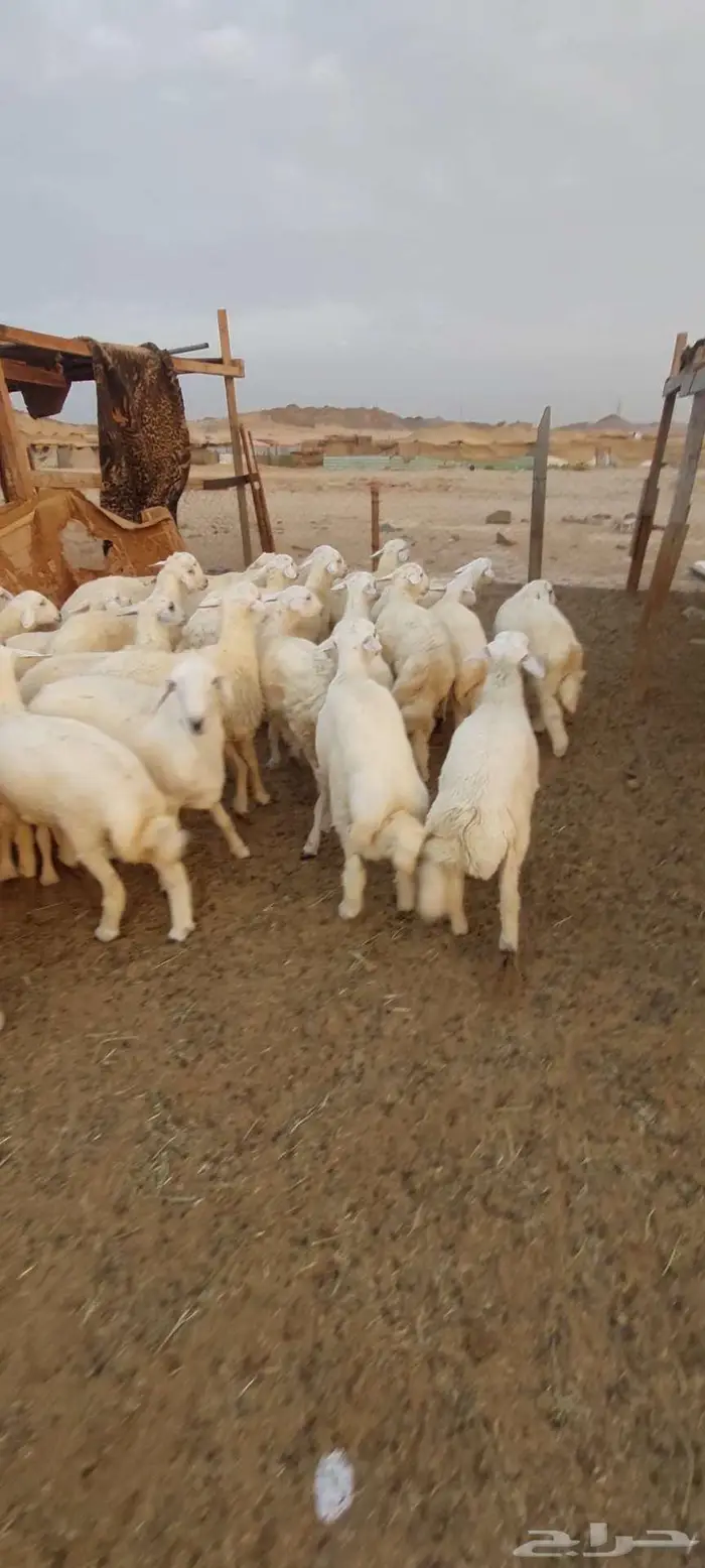 طليان ورخال مناسبات ثلاجة شحم. وتيوس سمان 0