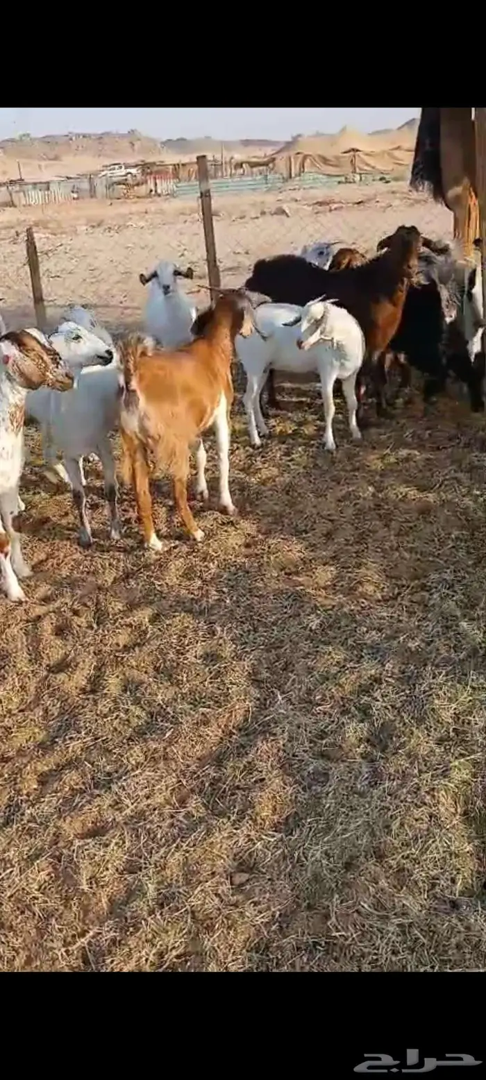 فحول معزا أدهم واسود وجفار مقاني 0