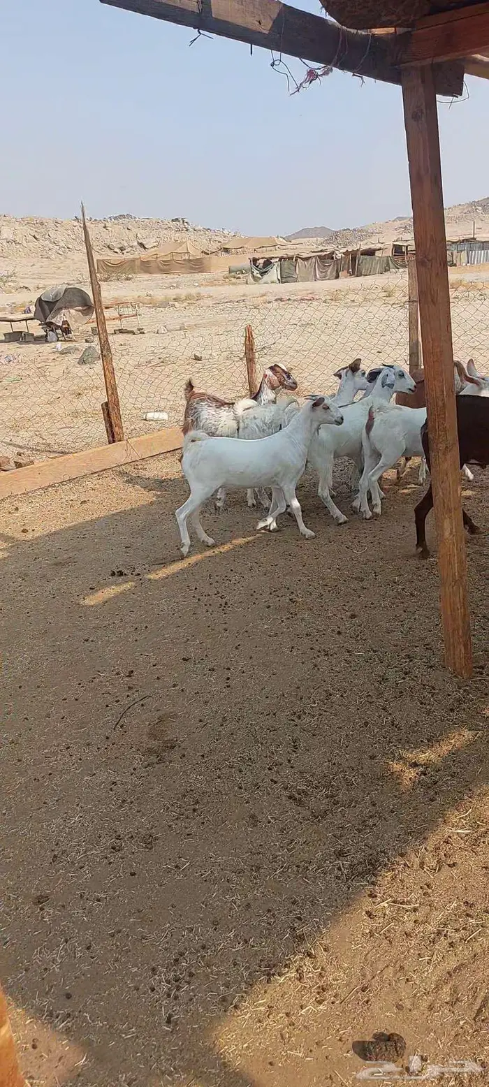 فحول معزا أدهم واسود وجفار مقاني 8