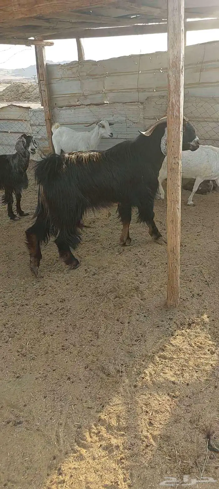 فحول معزا أدهم واسود وجفار مقاني 6