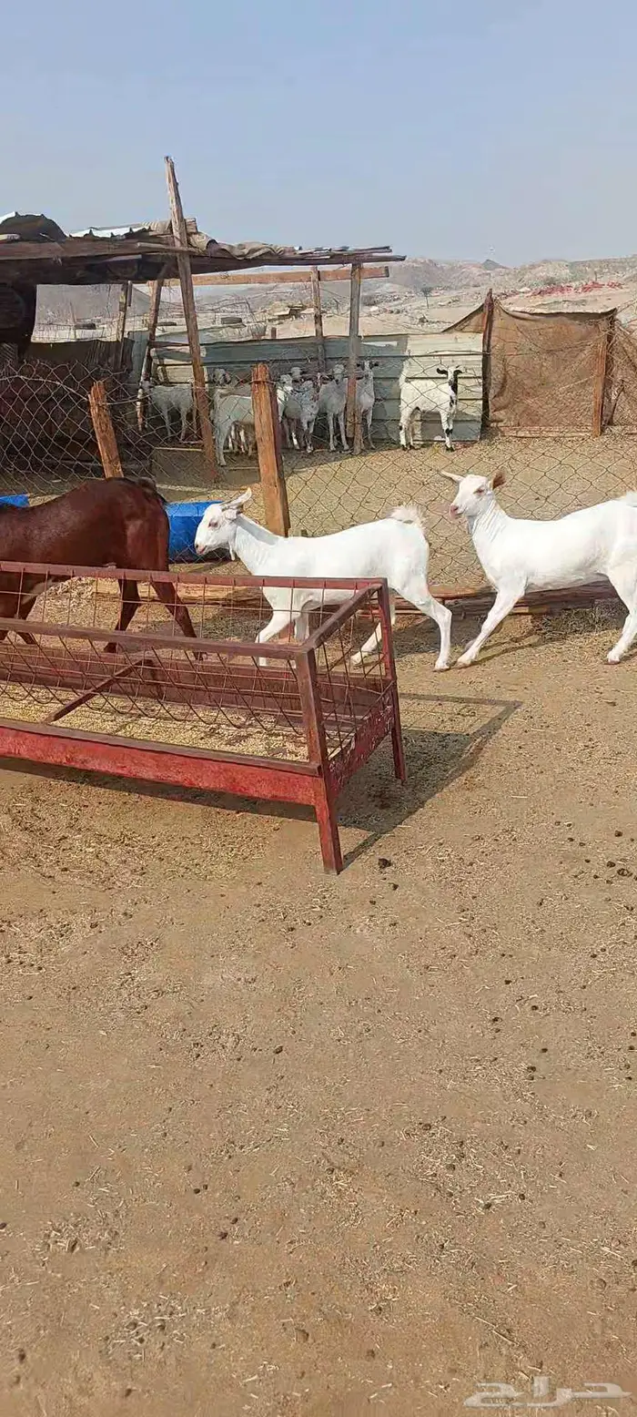 فحول معزا أدهم واسود وجفار مقاني 2