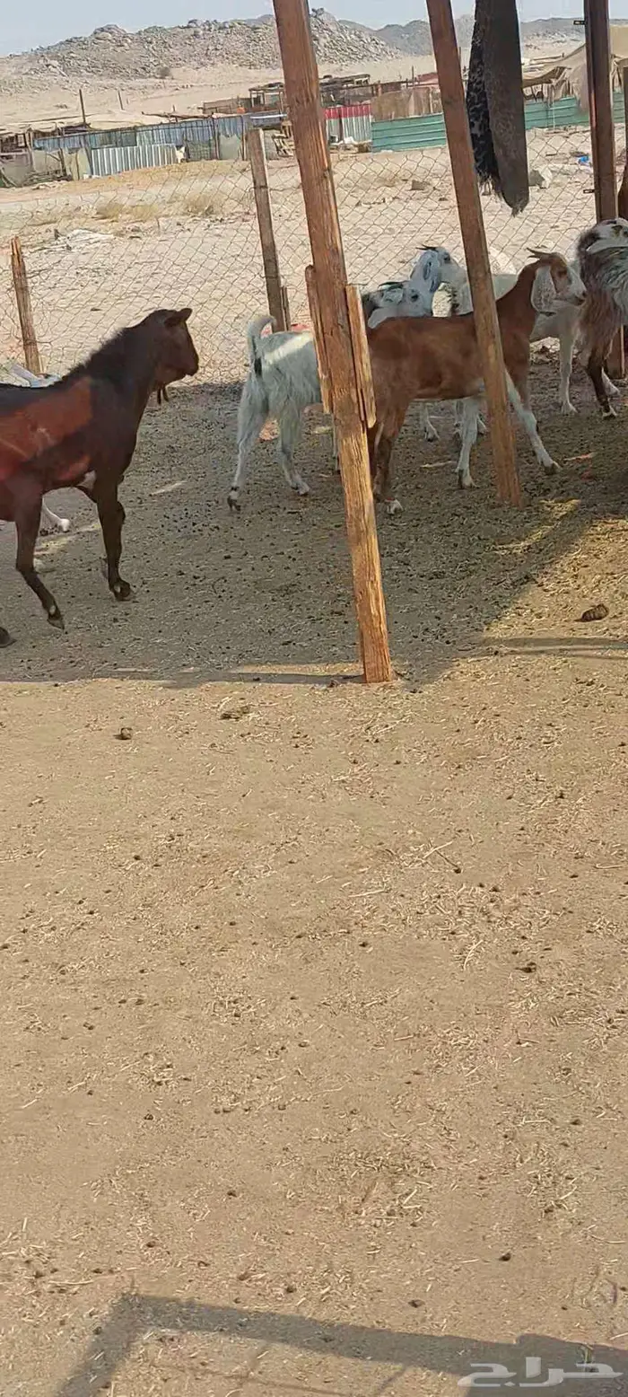 فحول معزا أدهم واسود وجفار مقاني 3