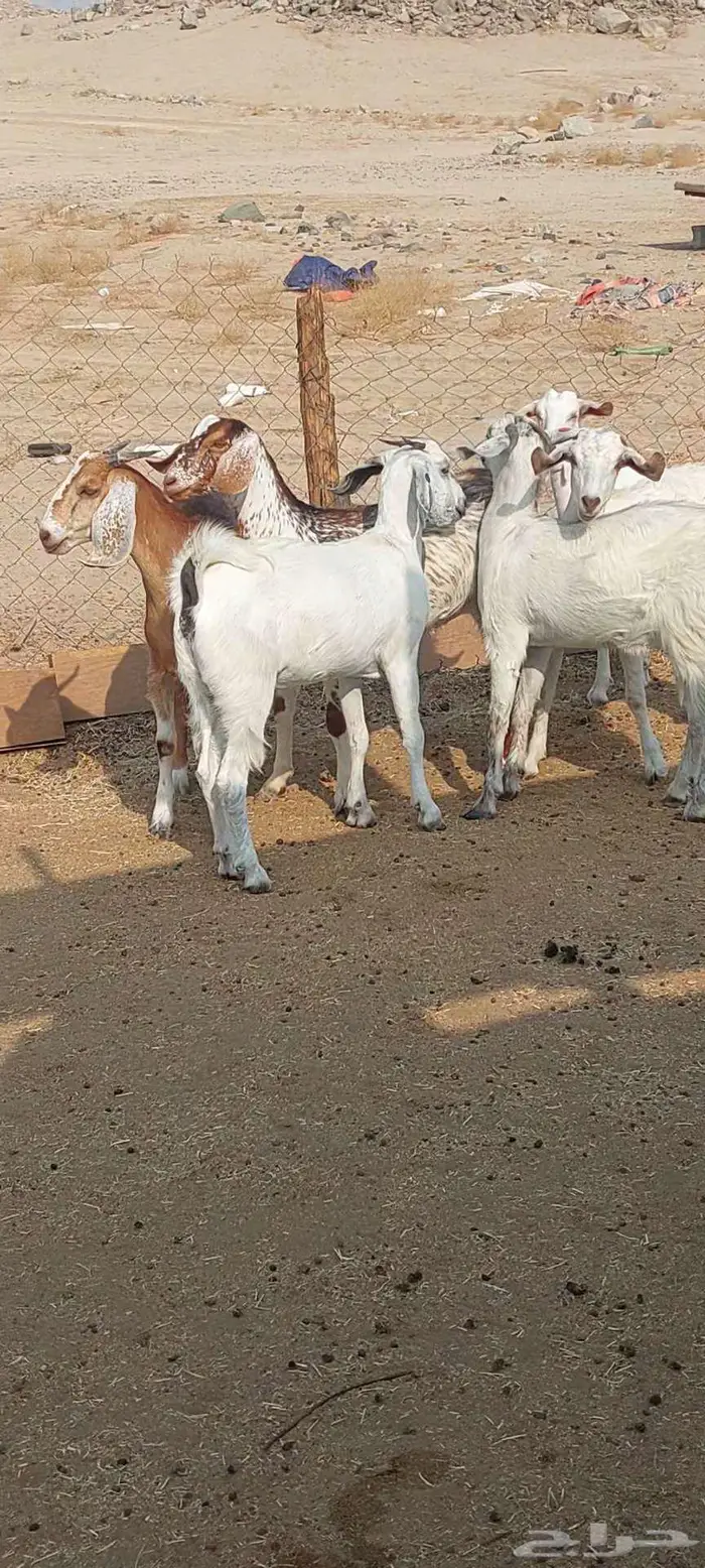 فحول معزا أدهم واسود وجفار مقاني 5