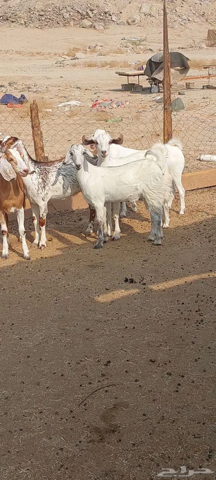 فحول معزا أدهم واسود وجفار مقاني 4