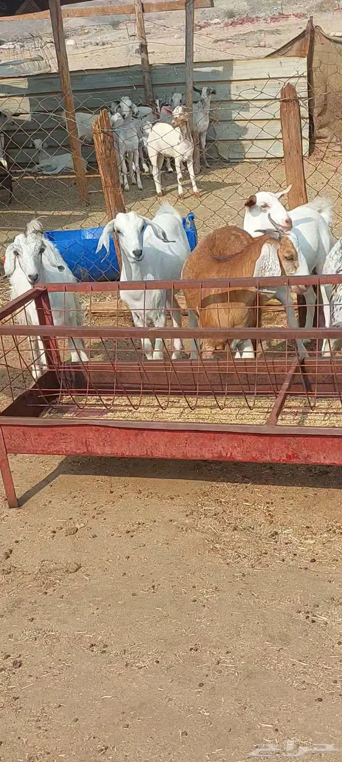 فحول معزا أدهم واسود وجفار مقاني 9