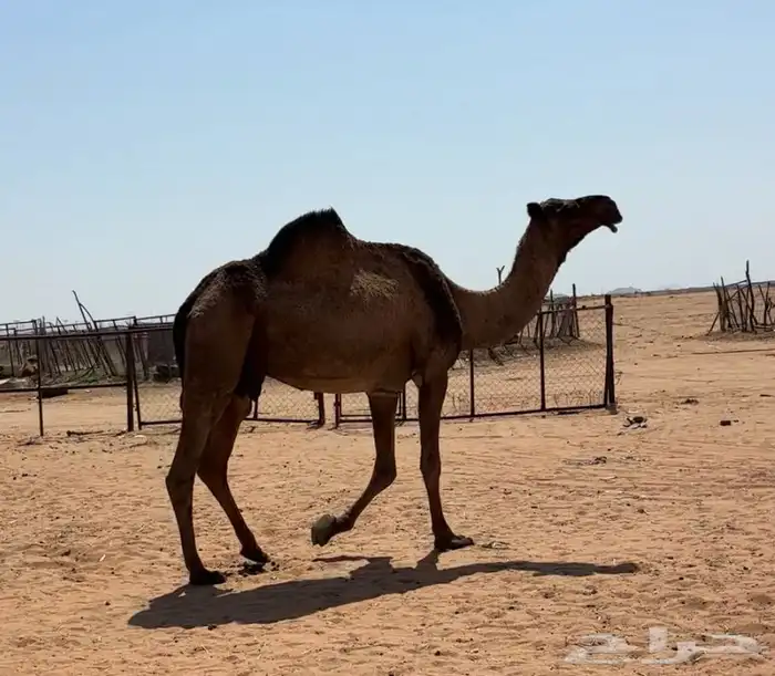 لقحه صفرا طيبه 4