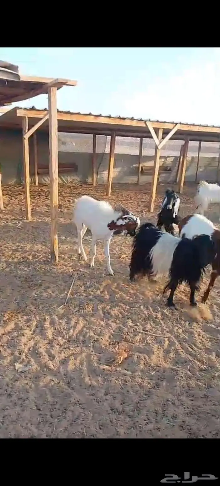 تيس طيب على شرط 3