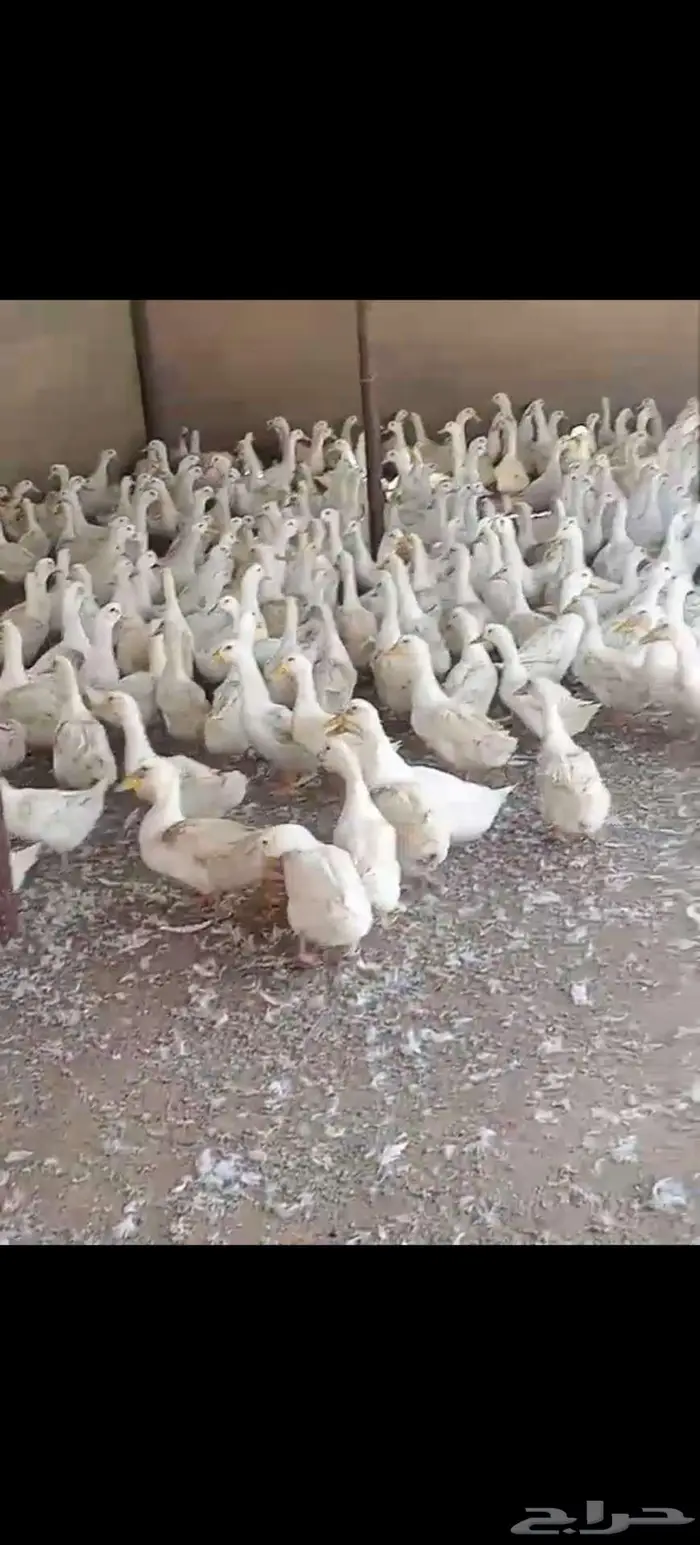 للبيع بط بكيني جامبو 0