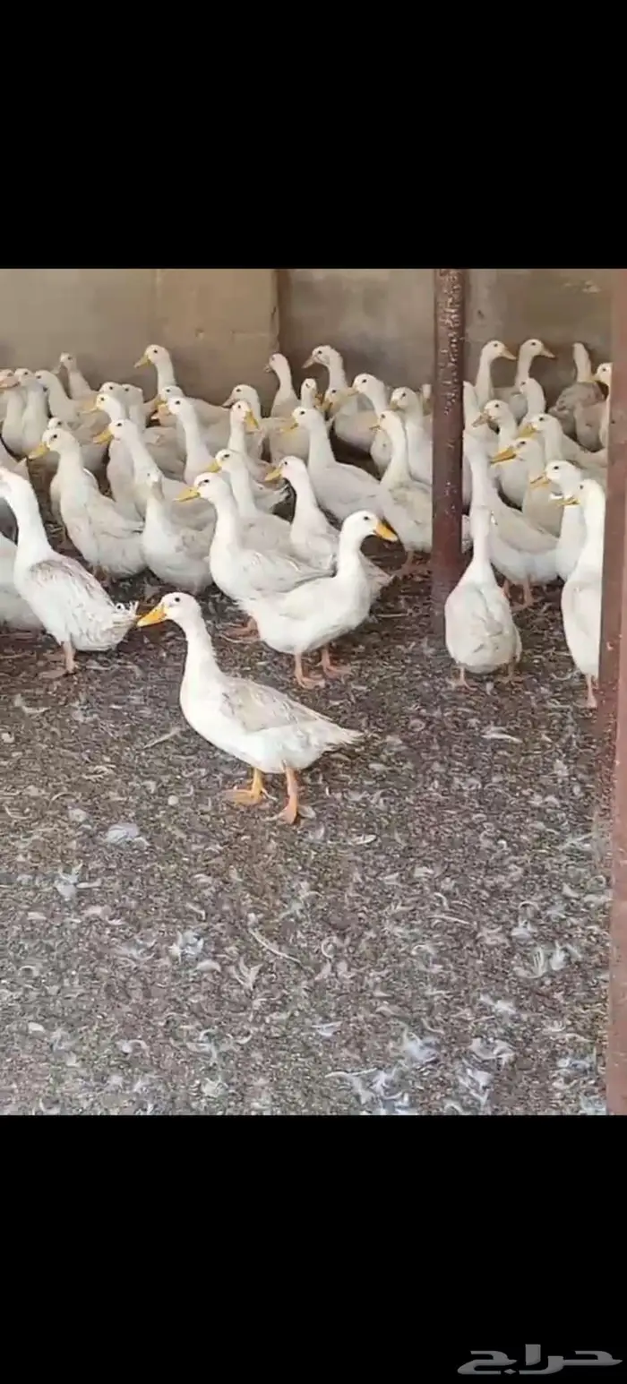 للبيع بط بكيني جامبو 2