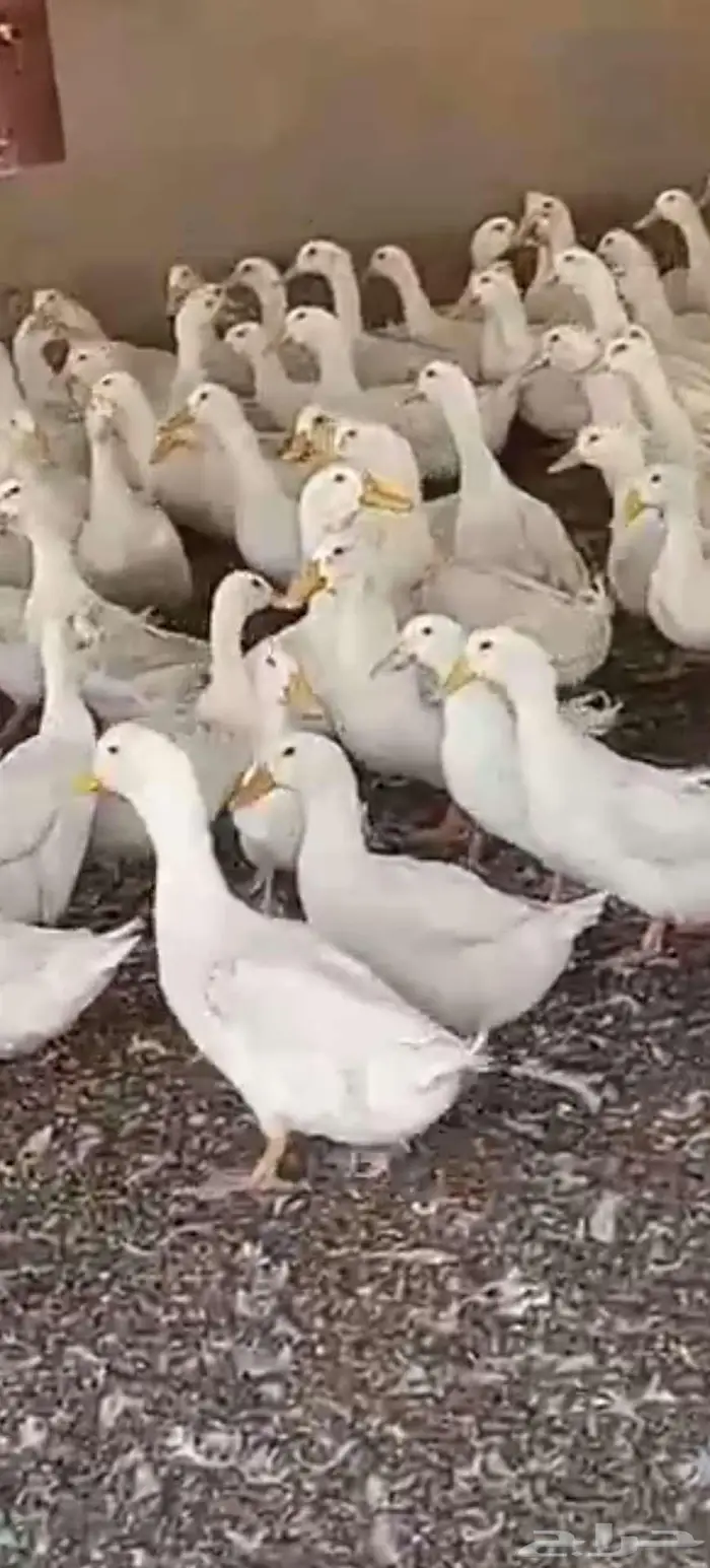 للبيع بط بكيني جامبو 1
