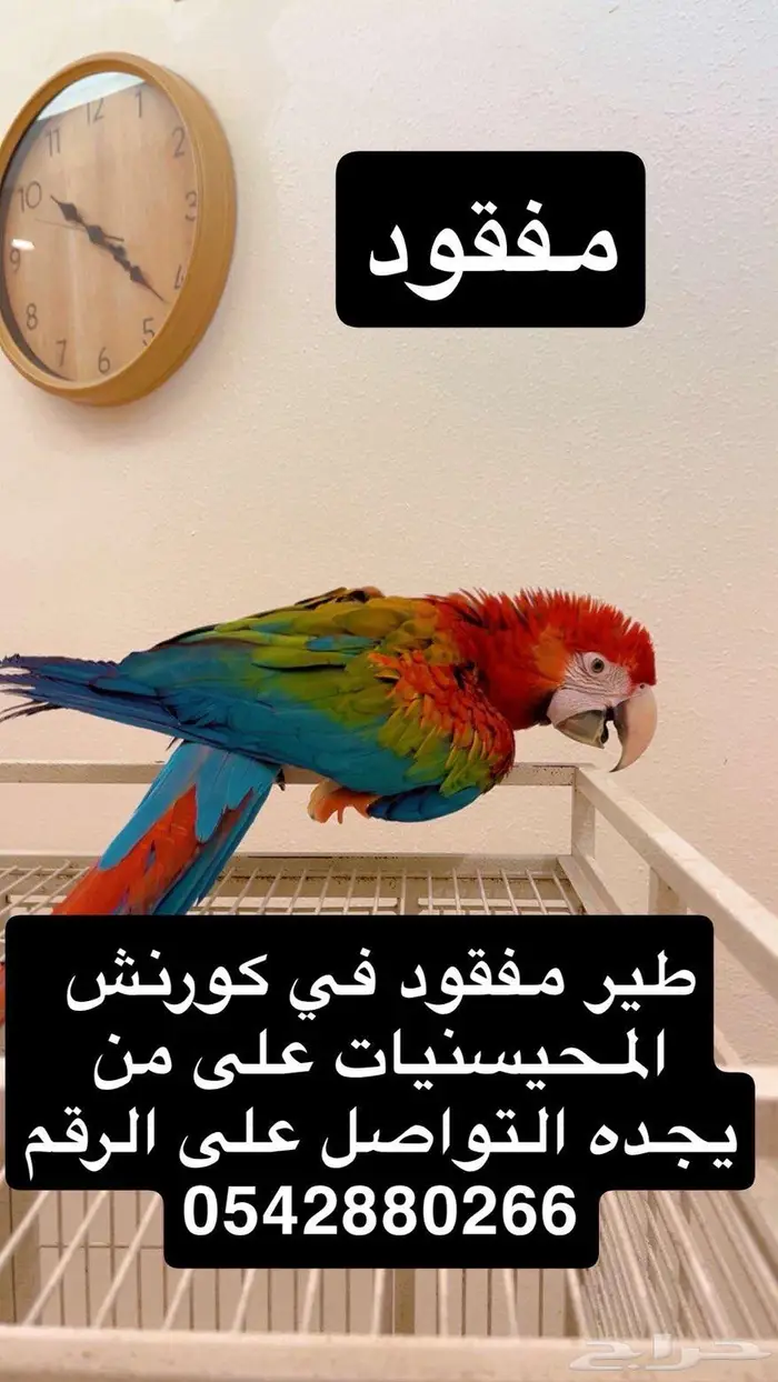 طير مكاو مفقود 0