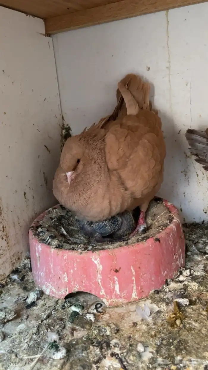 جوز حمام كنق 2
