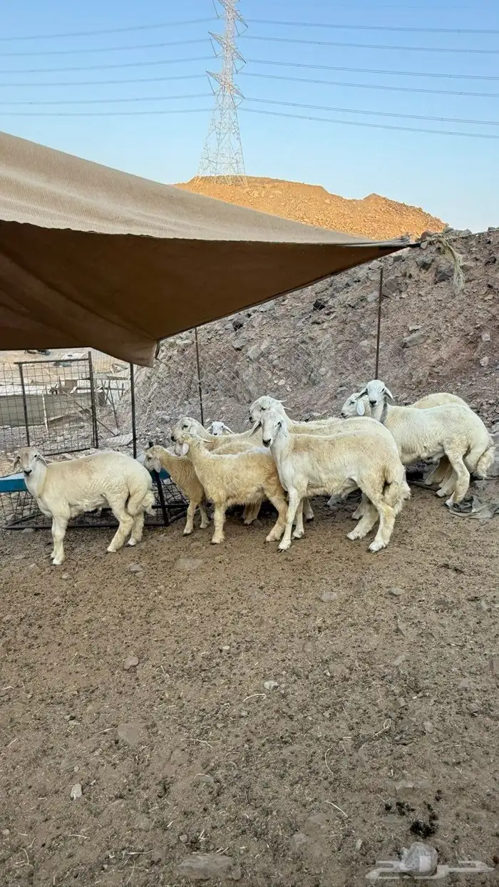 خرفان حريه شامل الذبح و التغليف و التوصيل دخل جده ومكه 3