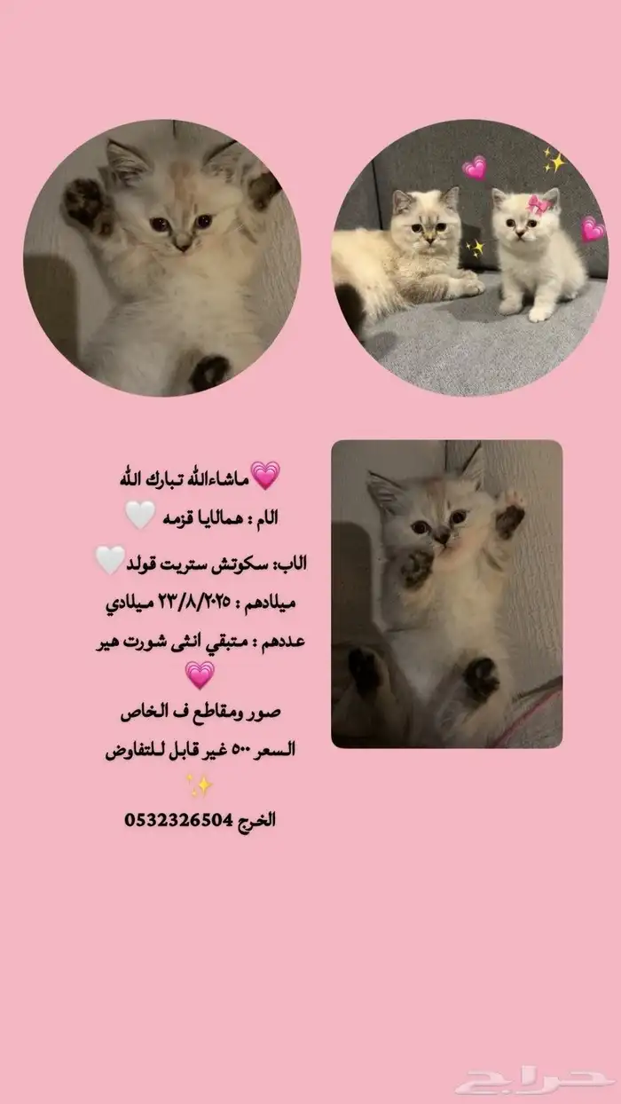 الخرج حي الورود 0