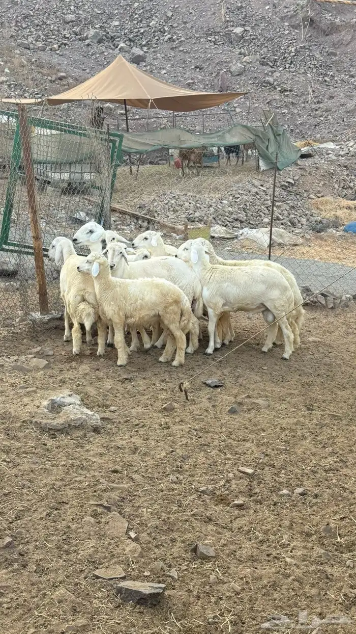 خرفان حريه شامل الذبح و التغليف و التوصيل دخل جده ومكه 4
