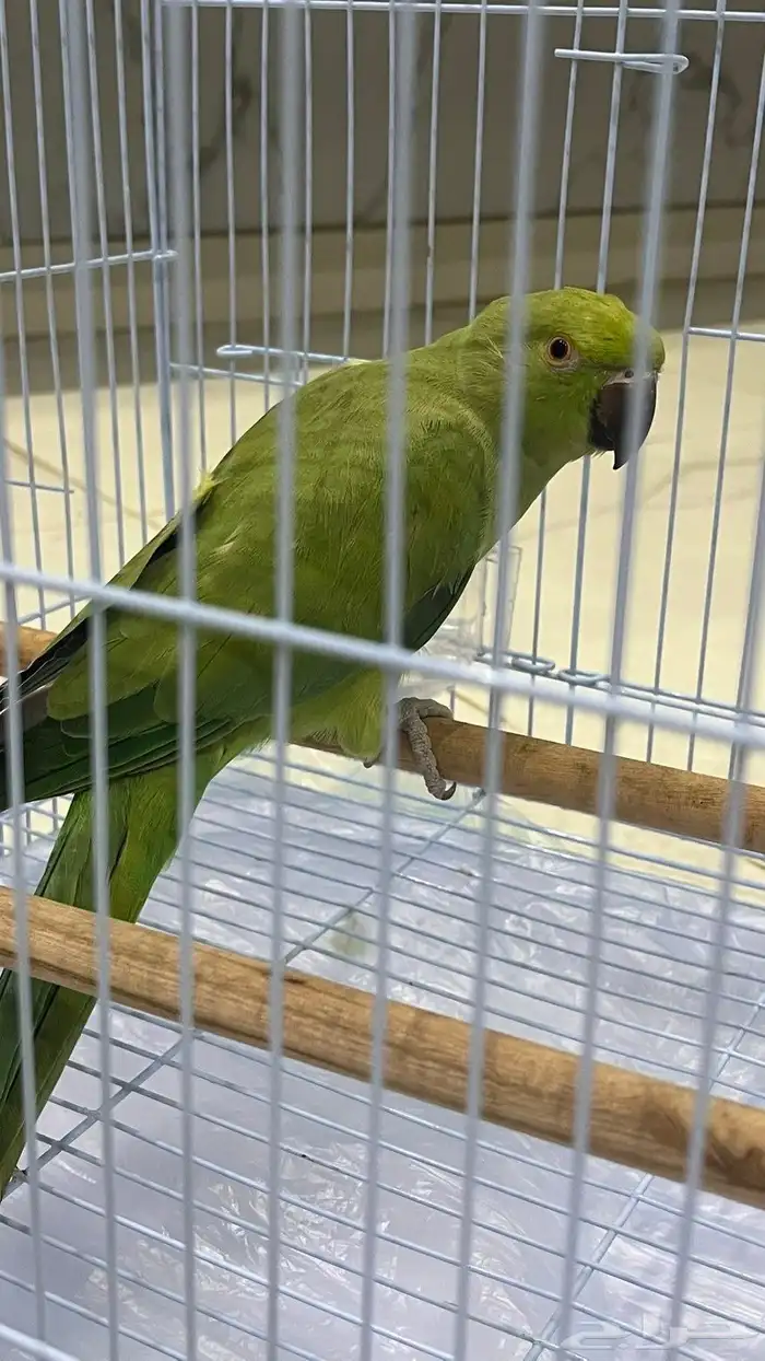 ببغاء د ره هندي 1