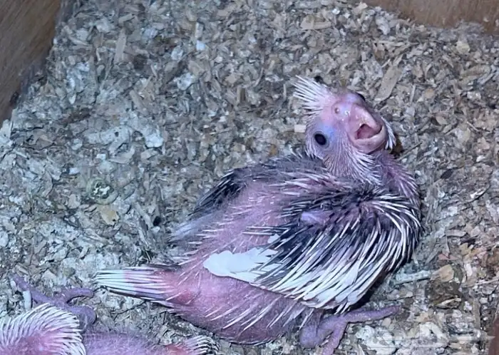 للبيع فرخ كروان هولندي بايد الي توقف عليه سومه نصيبه 0