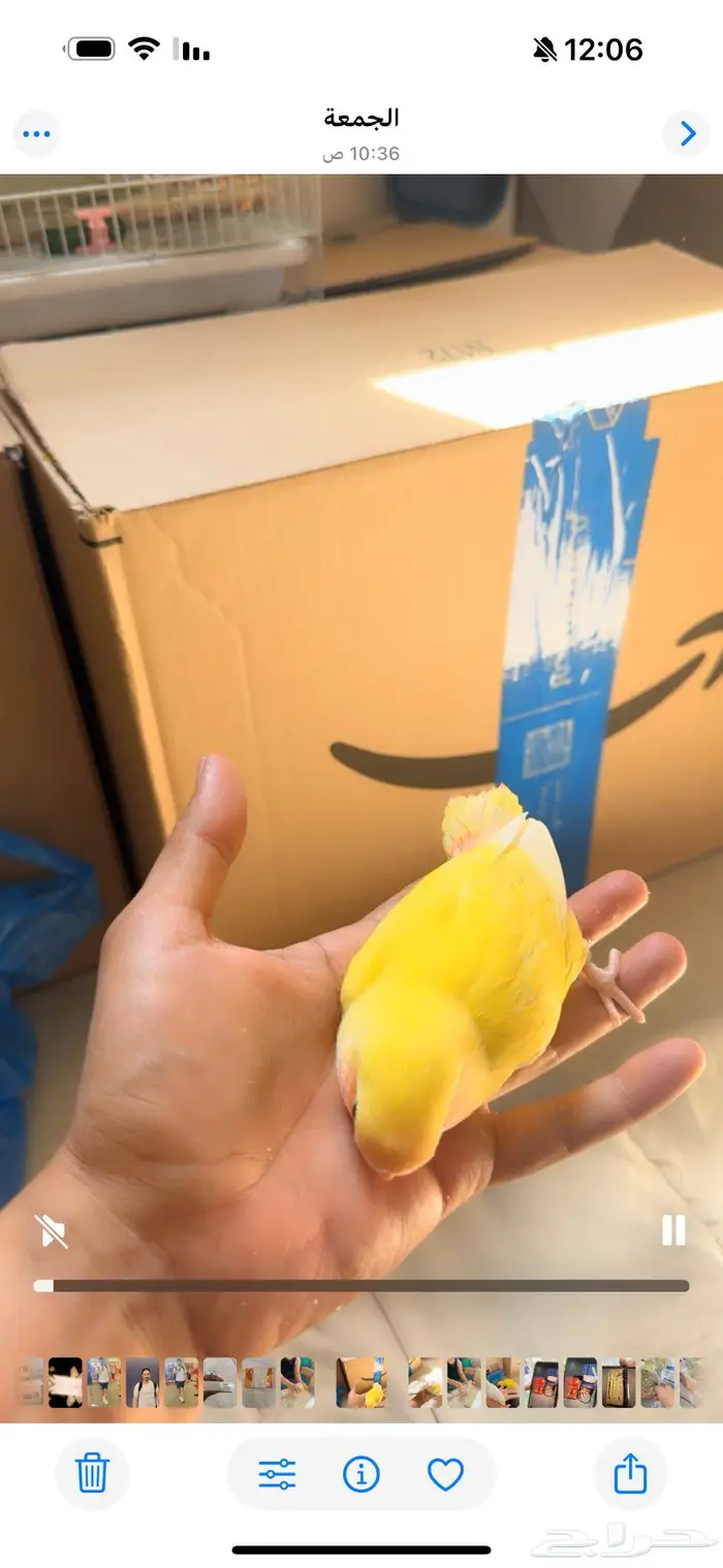 الهواه لغر فرخ روز لعمر قريب 25 يوم توتي ساحبه من اهله 0