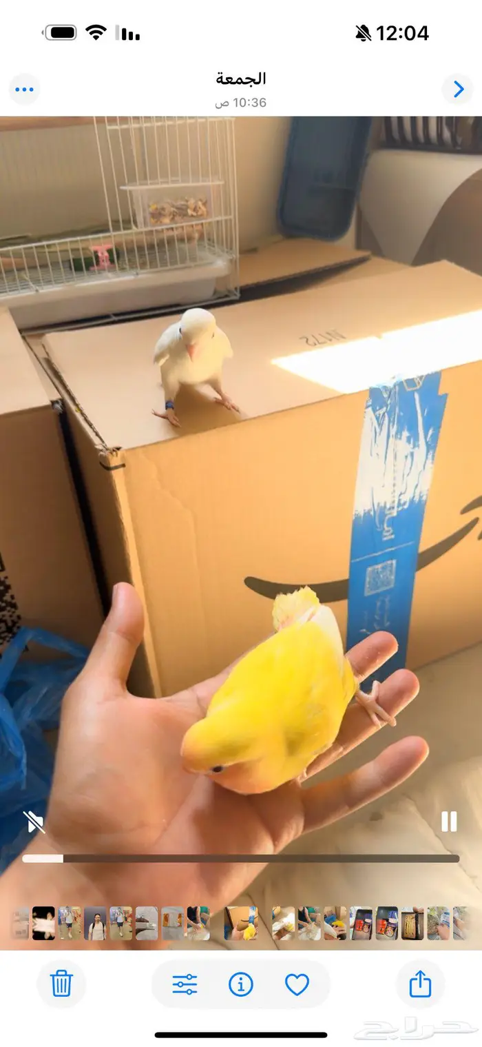 الهواه لغر فرخ روز لعمر قريب 25 يوم توتي ساحبه من اهله 2