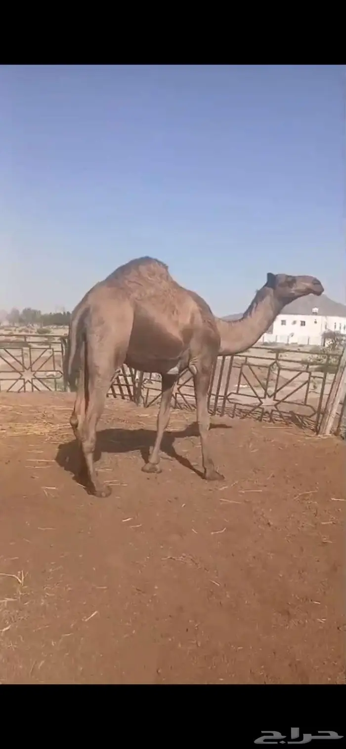 أبل للبيع 1
