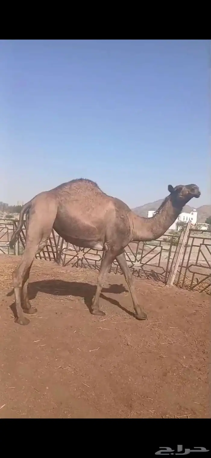أبل للبيع 0