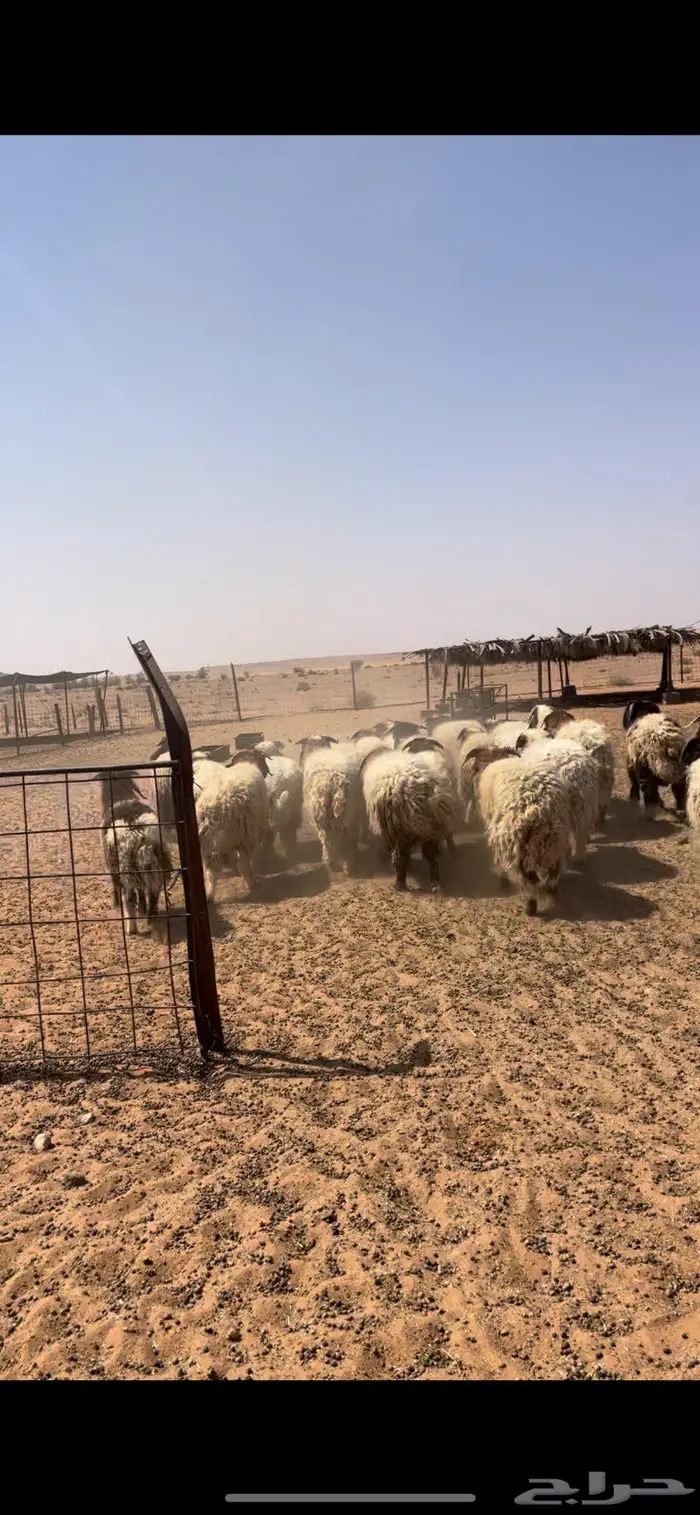 خرفان نعيم طيبه 0
