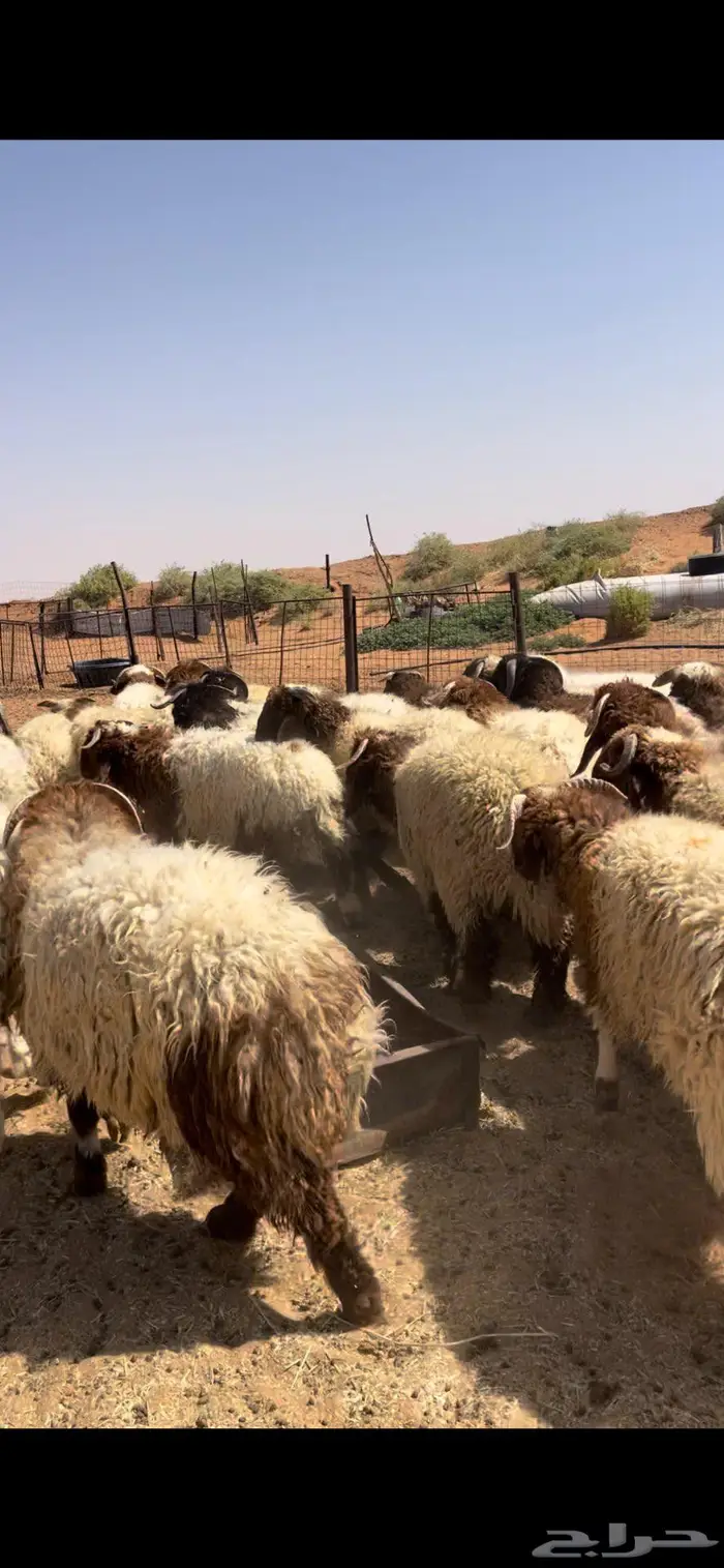 خرفان نعيم طيبه 2