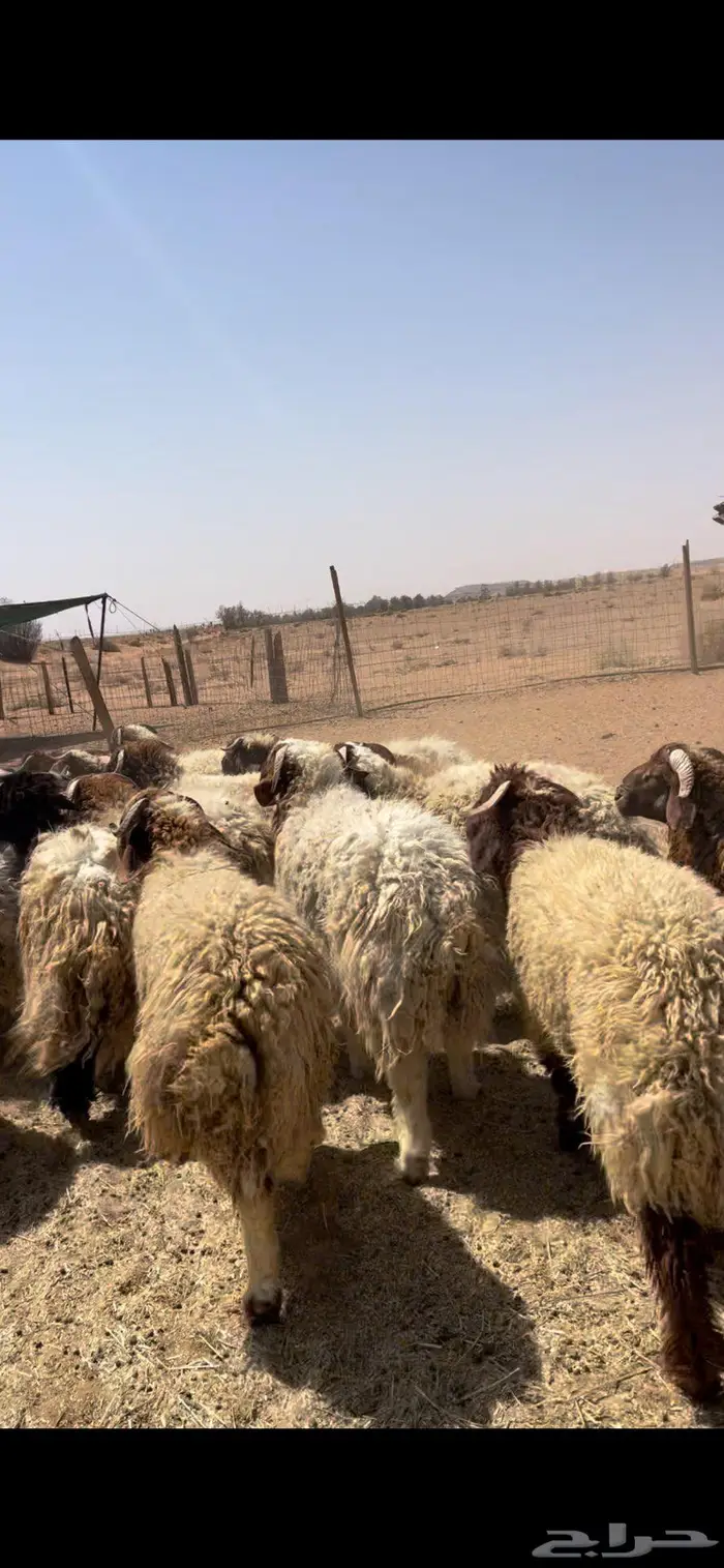 خرفان نعيم طيبه 1