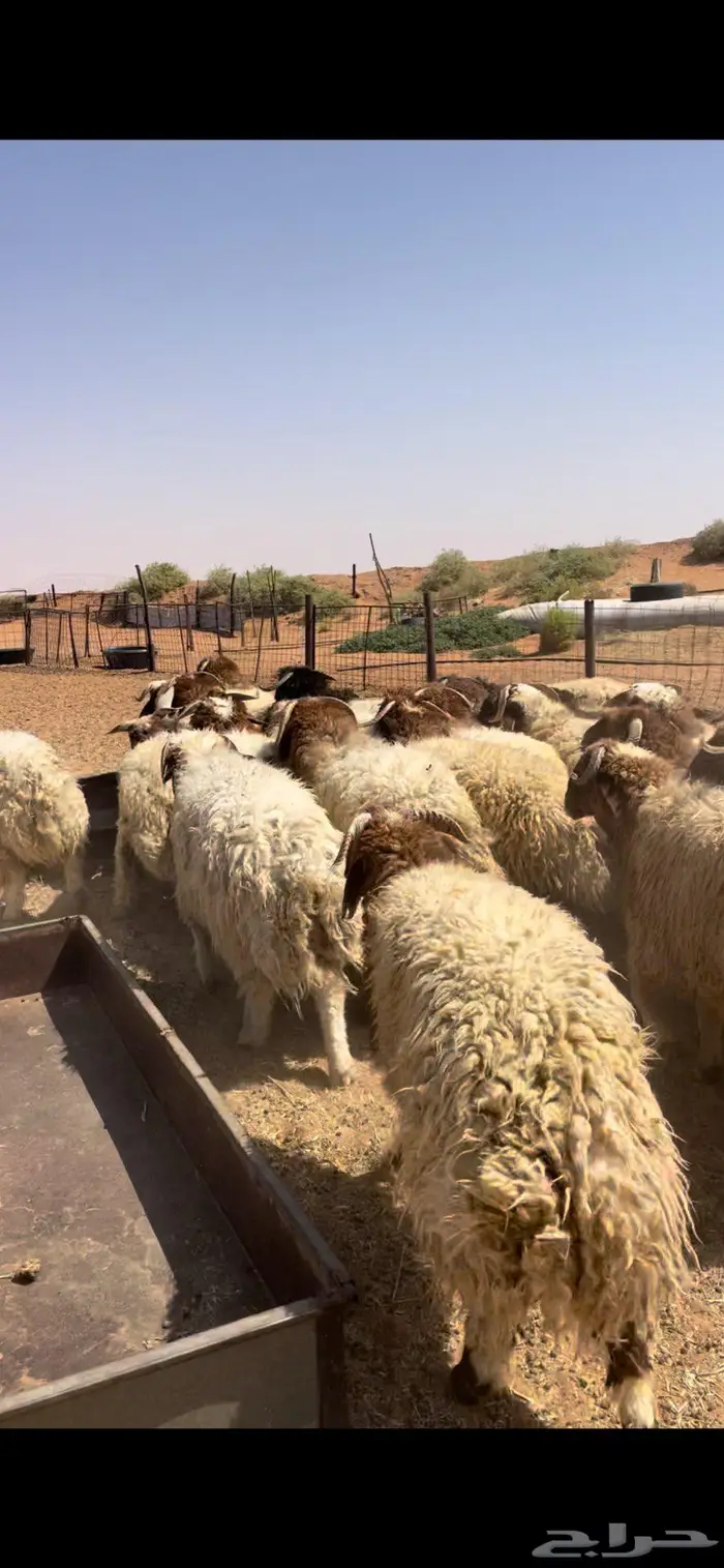 خرفان نعيم طيبه 3