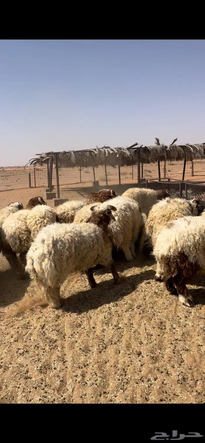 خرفان نعيم طيبه 4