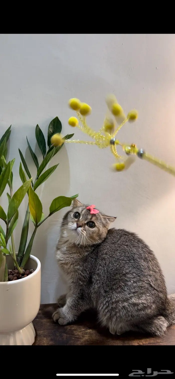 قطه سكوتش فولد 2