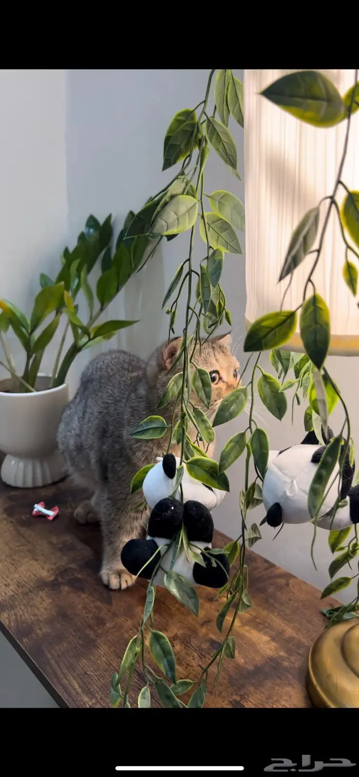 قطه سكوتش فولد 4