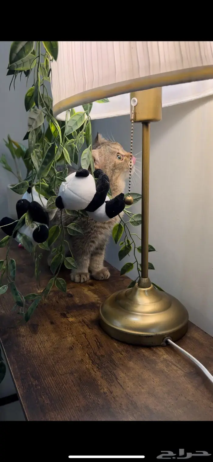 قطه سكوتش فولد 3