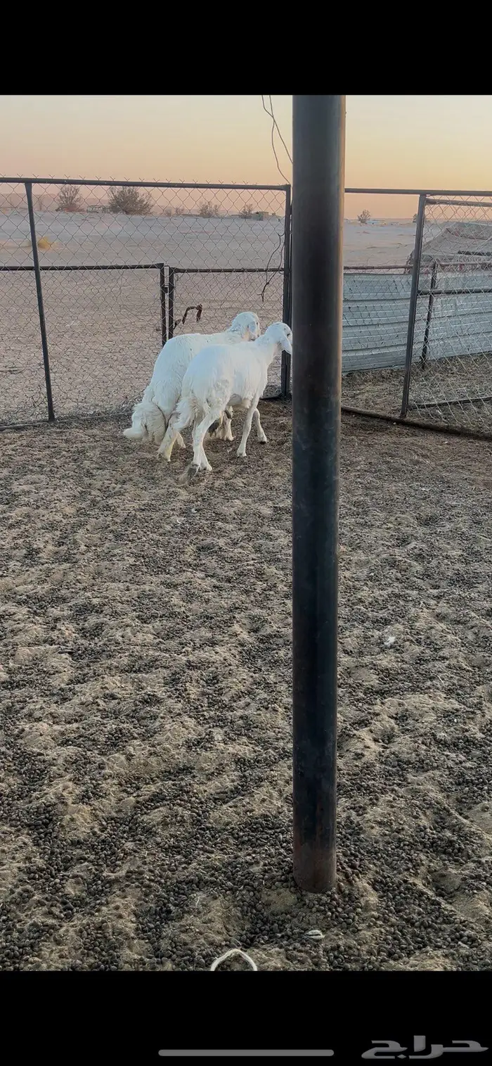 خرفان للبيع 0