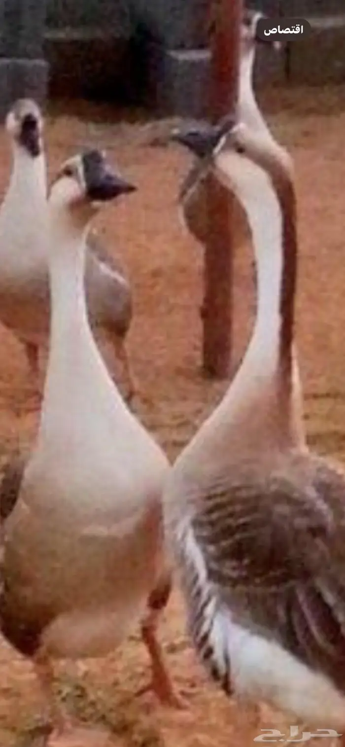 وز عراقي 0