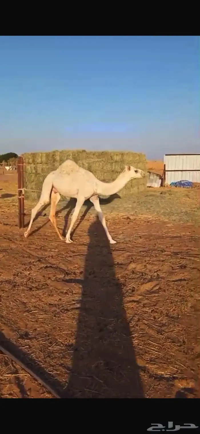 عشرا رمانيه مع قعودها للبيع 1