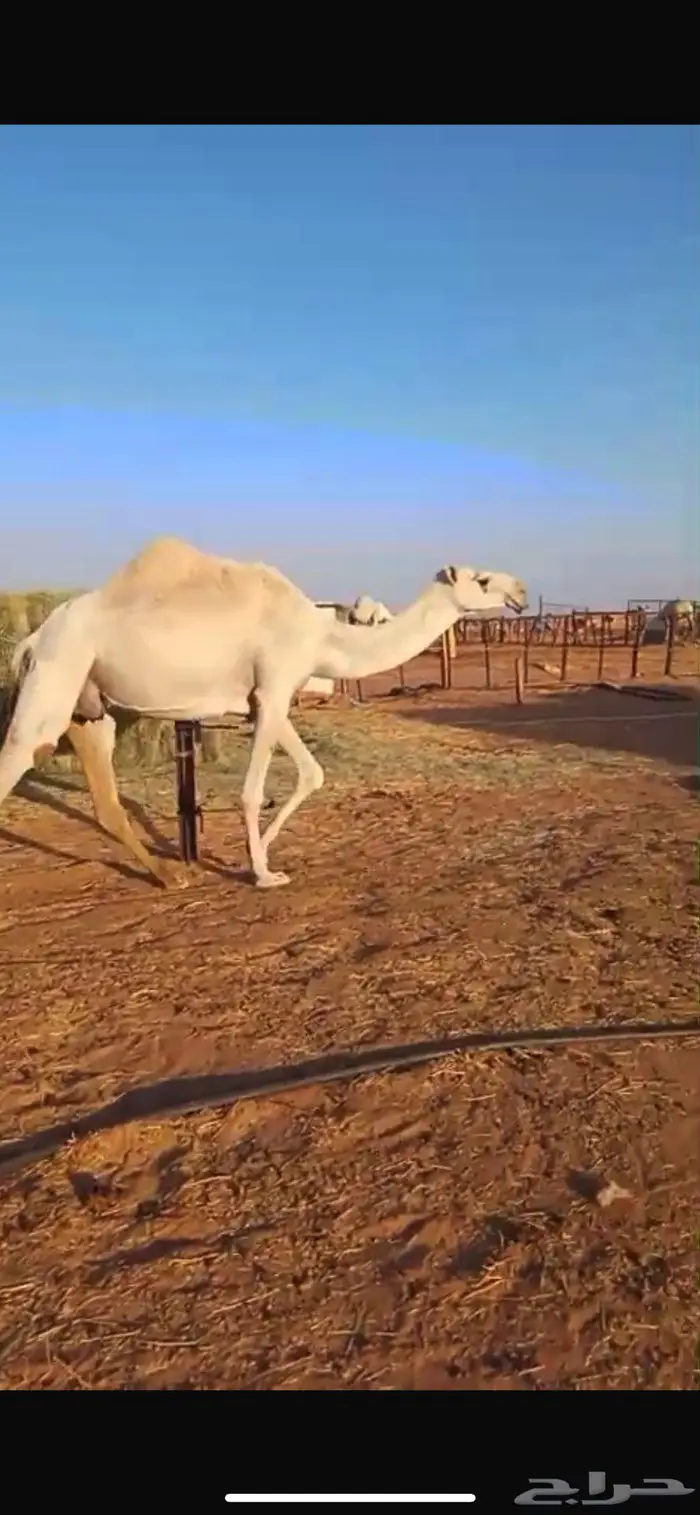 عشرا رمانيه مع قعودها للبيع 0