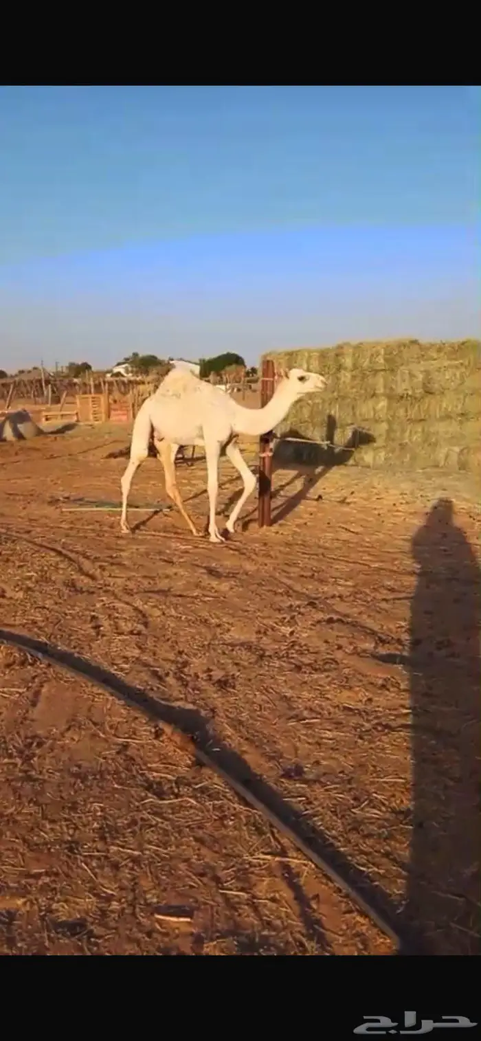 عشرا رمانيه مع قعودها للبيع 3
