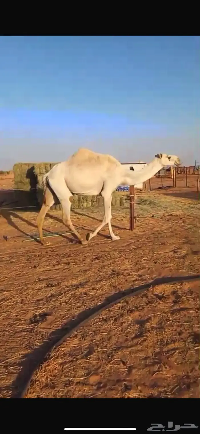 عشرا رمانيه مع قعودها للبيع 2