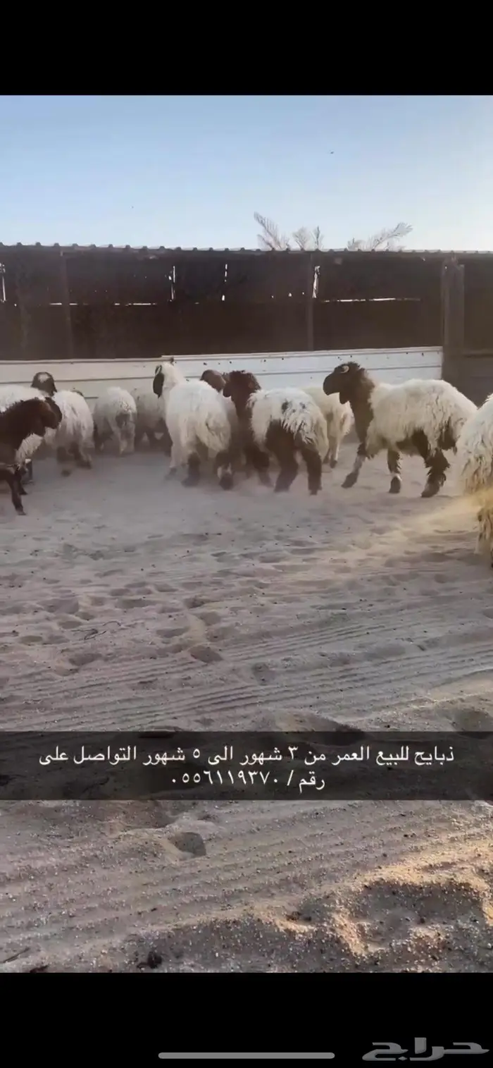 ذبايح نعيم 3