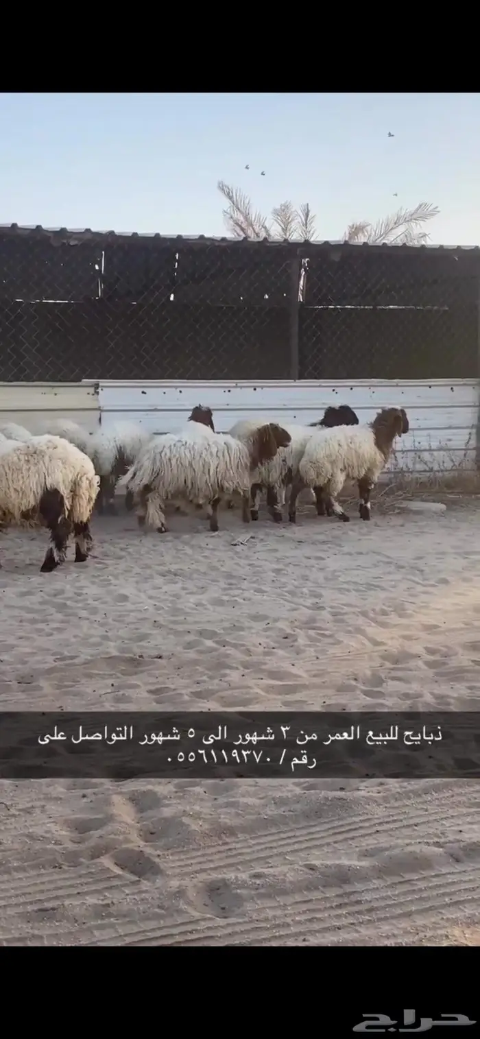 ذبايح نعيم 2