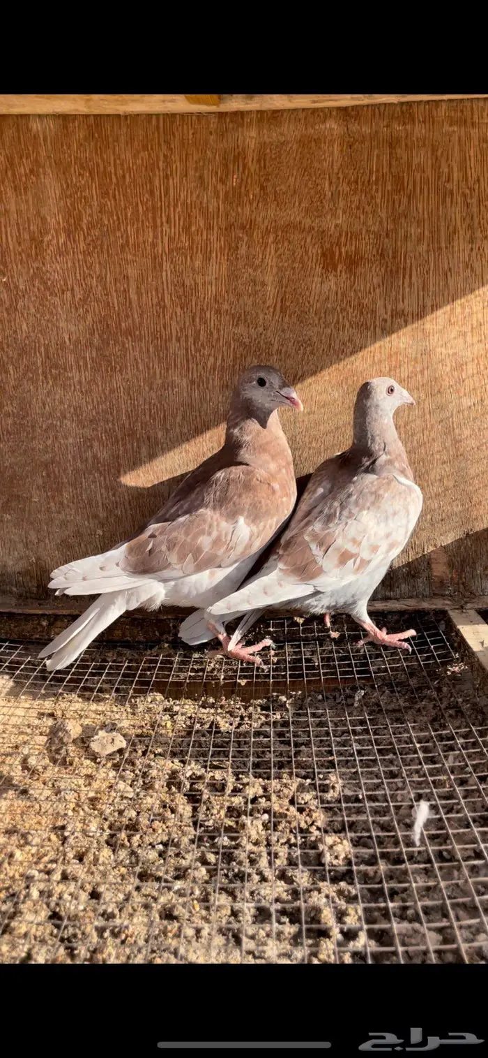 طبات زاجل سباق حمر 1