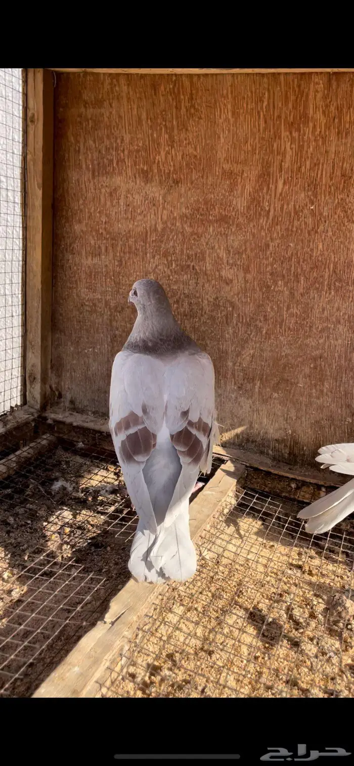 طبات زاجل سباق حمر 2
