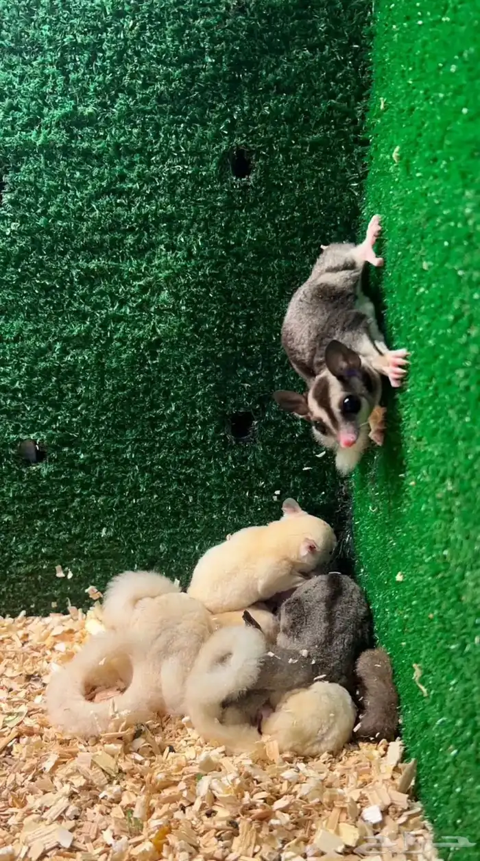 سنجاب طائر 0