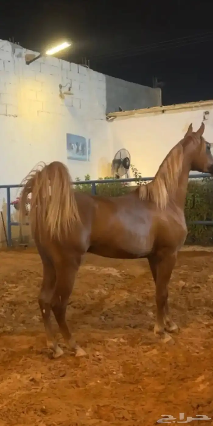 مهر جمال 0