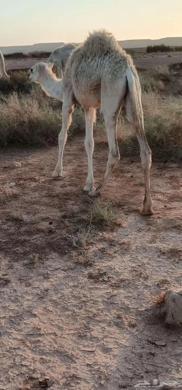 بكره للبيع 0