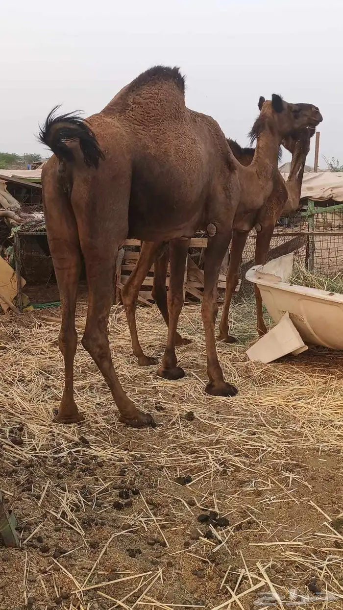 عشرا لقحه ببنتها تم البيع 2
