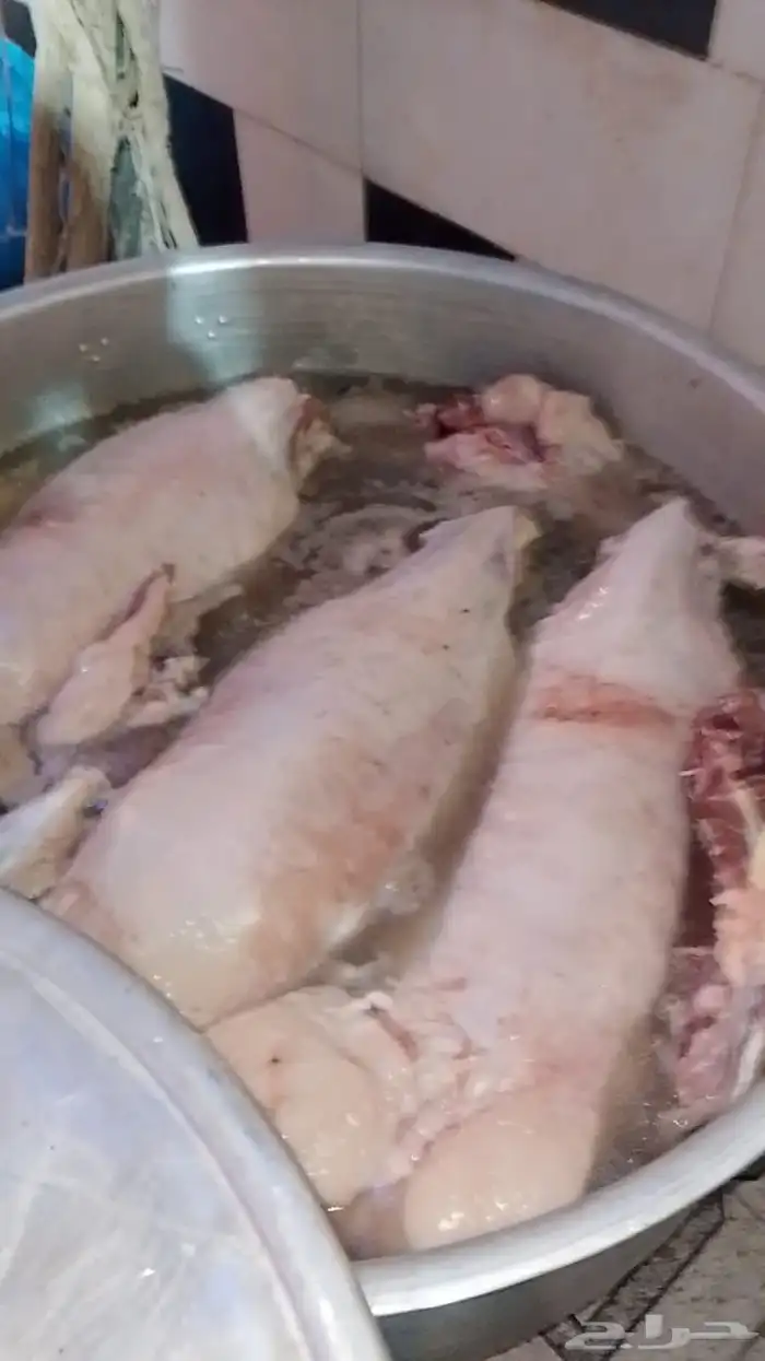 طباخ متنقل دخل الرياض وخرج الرياض 7